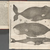 Whales