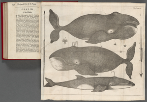 An account of several late voyages & discoveries to the Sovth and North 