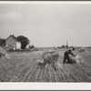 Harvesting wheat. Queen Anne County, Maryland