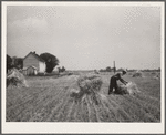 Harvesting wheat. Queen Anne County, Maryland