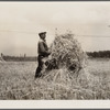 Harvesting wheat. Queen Anne County, Maryland