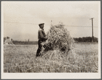 Harvesting wheat. Queen Anne County, Maryland