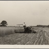 Harvesting wheat. Queen Anne County, Maryland