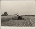 Harvesting wheat. Queen Anne County, Maryland