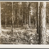 Forest near Trap Pond. Delaware land use project
