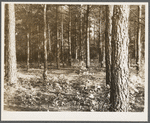 Forest near Trap Pond. Delaware land use project
