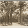 Road cut through trees which have been thinned at Strawberry Point on Asawomen Bay. Delaware land project