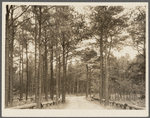 Road cut through trees which have been thinned at Strawberry Point on Asawomen Bay. Delaware land project