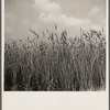 Wheat on the Eastern shore. Wicomico County, Maryland