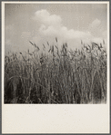 Wheat on the Eastern shore. Wicomico County, Maryland