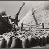 Threshing wheat. Frederick County, Maryland