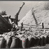 Threshing wheat. Frederick County, Maryland