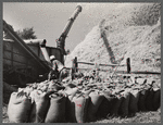 Threshing wheat. Frederick County, Maryland