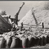 Threshing wheat. Frederick County, Maryland