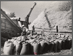 Threshing wheat. Frederick County, Maryland