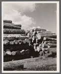Logs for veneer mill at Morrisville, Vermont