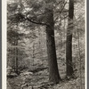 Large trees found in the Otsego County forest area. New York