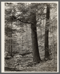 Large trees found in the Otsego County forest area. New York