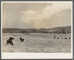 Herd of Angus beef cattle. Otsego County, New York