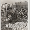 Loading husked corn. Washington County, Maryland