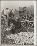 Loading husked corn. Washington County, Maryland