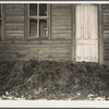 Manure and straw placed around foundation of house for warmth. Jefferson County, New York