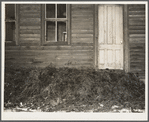 Manure and straw placed around foundation of house for warmth. Jefferson County, New York