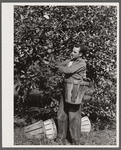 Picking apples. Some of these men are migratory workers. Others come from Philadelphia and Trenton. Camden County, New Jersey