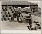 Unloading apples from orchard at packinghouse. Camden County, New Jersey