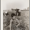 Boy picking cranberries. Burlington County, New Jersey