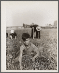 Boy picking cranberries. Burlington County, New Jersey