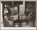 Apple packinghouse worker. Camden County, New Jersey