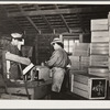 Nailing boxes packed with apples. Camden County, New Jersey