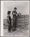 Cranberry picker at checking station. Burlington County, New Jersey