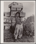 Girl picker at cranberry bog. Three-fourths of the cranberry pickers are children. Burlington County, New Jersey