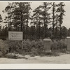 Unsuccessful real estate development in sandy pine area. Burlington County, New Jersey