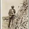 Farm laborer who has seasonal employment on corporation farms housing corn grown on vacant lot. "Eighty Acres," Glassboro, New Jersey