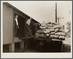 Unloading bags of potatoes at railroad yard. Freehold, New Jersey