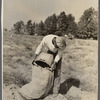 Migratory workers from southern states pick potatoes at six cents a bag. Monmouth County, New Jersey