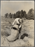 Migratory workers from southern states pick potatoes at six cents a bag. Monmouth County, New Jersey