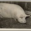 Hog owned by William Wallace, resettled farmer. Near Pulaski, Oswego County, New York