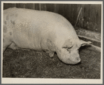 Hog owned by William Wallace, resettled farmer. Near Pulaski, Oswego County, New York
