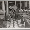 The poultry unit on the cooperative. Wabash Farms, Indiana