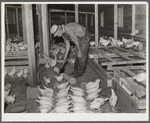 The poultry unit on the cooperative. Wabash Farms, Indiana