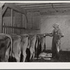 Spraying cattle to kill flies before milking. Wabash Farms, Indiana