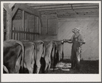 Spraying cattle to kill flies before milking. Wabash Farms, Indiana