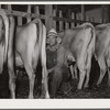 Milking in project dairy barn. Wabash Farms, Indiana