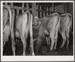 Milking in project dairy barn. Wabash Farms, Indiana