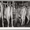 Milking in project dairy barn. Wabash Farms, Indiana