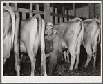 Milking in project dairy barn. Wabash Farms, Indiana